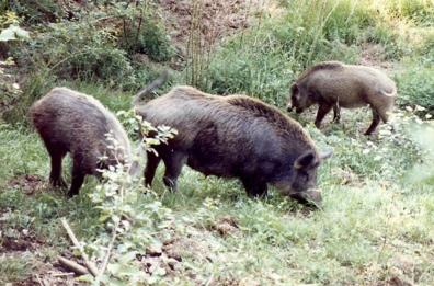 È emergenza cinghiali nei comuni della Val d’Agri