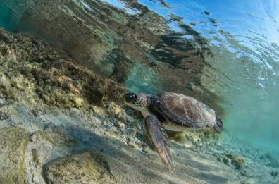 Giornata delle tartarughe, Antonina e Verdina tornano in mare a Porto Cesareo