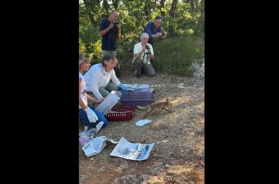 Ostuni, liberate due giovani piccole volpi nel bosco didattico di Lamacoppa Piccola