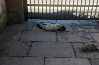 Carcassa di un gatto lasciata davanti allo studio del sindaco di Presicce-Acquarica