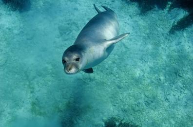 Wwf, si celebra la giornata di monitoraggio della foca monaca: controlli anche in Puglia e Basilicata