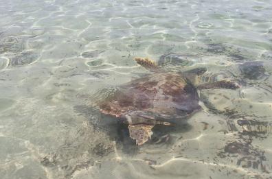 Torre Guaceto «Area protetta amica delle tartarughe marine»: Legambiente premia il consorzio