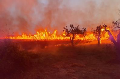 Lecce, in fiamme l'oasi delle Cesine: incendio di origine dolosa