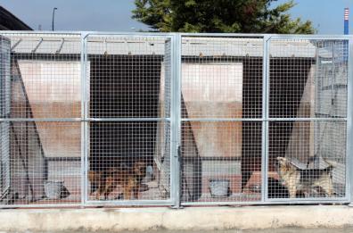 Taranto, la gestione dei canili comunali alla Kratos per 1,5 milioni