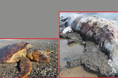 Tartarughe e delfini spiaggiati, è strage: 7 casi nelle ultime 72 ore sulla costa barese