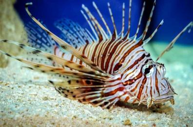 Entro il 2050 nel Mediterraneo 1 pesce su 3 sarà «alieno»: l'allarme
