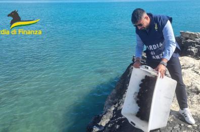 Manfredonia, sorpresi a pescare ricci di mare in piena notte: sanzionati