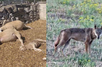 Lupi in Puglia: azzannate 10 pecore a Noci, l'allarme Coldiretti