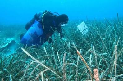 A Brindisi c'è la «Foresta blu»: la campagna per la posidonia 