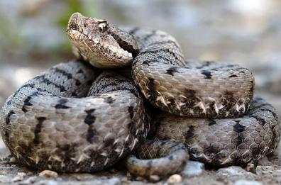 «Jago» e la vipera,  storia con lieto fine