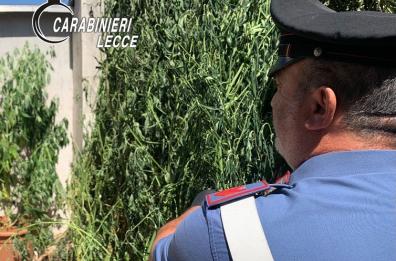 Montesano salentino, aveva trasformato il giardino di casa in due serre di marijuana: arrestato
