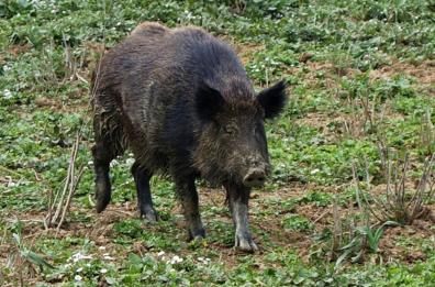 Scanzano Jonico, treno investe cinghiale che attraversa i binari: circolazione interrotta per un'ora