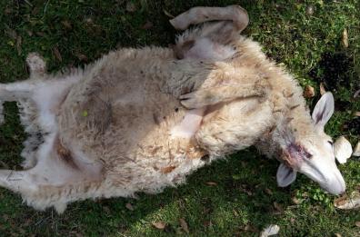 Branco di lupi attacca bestiame in Valle d'Itria: intervenga la Regione Puglia
