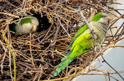 Invasione dei pappagalli: allarme nelle campagne della Bat