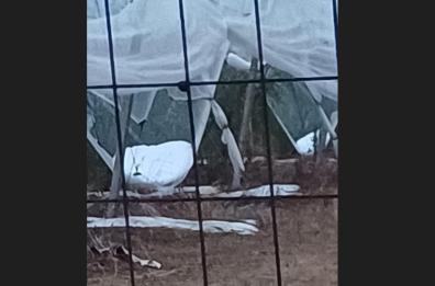 Grandinata in Puglia, Coldiretti: «Strage su oliveti, ortaggi, agrumeti e vigne»