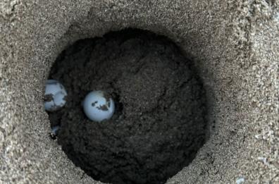 La Caretta Caretta torna a nidificare nell'area di Porto Cesareo: recuperate 30 uova