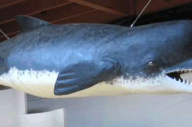 A Lecce l’«antenato» della balena Moby Dick