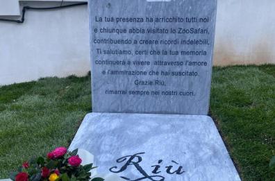 Ecco la vera storia del gorilla Riù: lo ZooSafari gli dedica una lapide