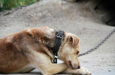 Spongano, cane abbandonato tra i rifiuti e legato a una catena: la denuncia