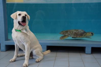 Liberata a Manfredonia la tartaruga Tina: ad accompagnarla anche Paco, il Tartadog