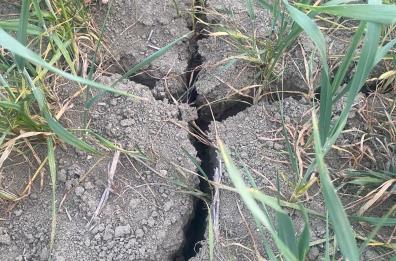 Siccità in Basilicata, al via la richiesta di stato di calamità al Masaf