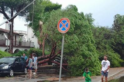 Ginosa e Castellaneta Marina devastate da bomba d'acqua: alberi divelti e case distrutte