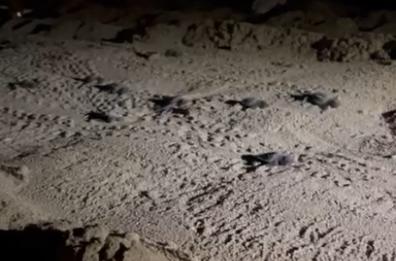 Torre Mozza, la corsa delle baby tartarughe verso il mare