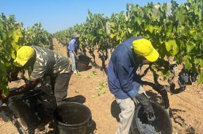 Puglia, la vendemmia parte in anticipo per colpa del caldo: «Mai così precoce»