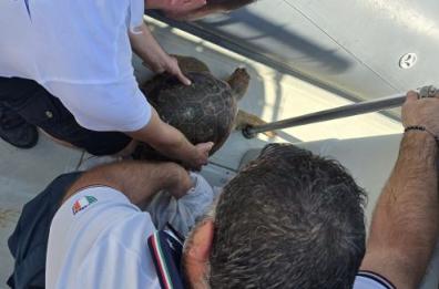 Porto Cesareo, tartaruga ingerisce una lenza con un amo: salvata