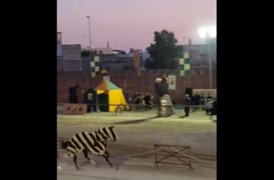 Attimi di panico al Palio di Oria: cavallo imbizzarrito disarciona cavaliere
