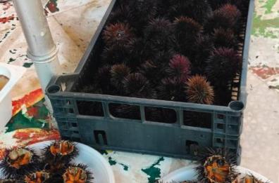 Barletta, vendeva abusivamente un centinaio di ricci di mare: denunciato