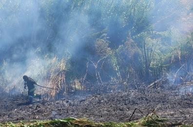 Brindisi,  incendio domato dai Vigili del fuoco a canale Patri: è la quarta volta in pochi giorni