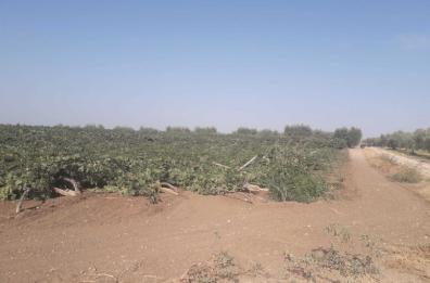 San Severo, gli abbattono il vigneto. L'appello della sindaca: «Aiutiamo l'agricoltore»