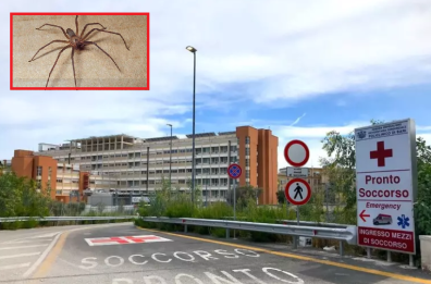 Collepasso, muore un 23enne: era stato morso da un ragno violino