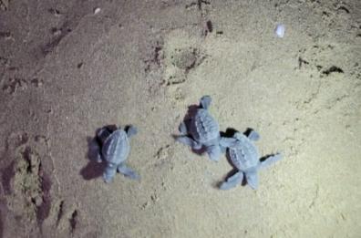 Ginosa Marina dà il benvenuto alle tartarughine Caretta Caretta