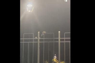 Ad Andria scatta l’allarme topi per centro storico e villa comunale