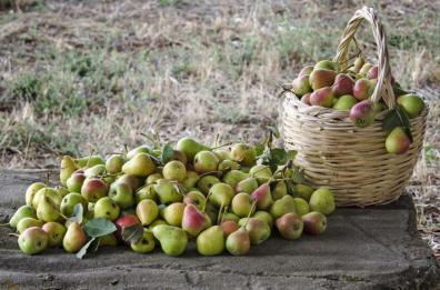 Basilicata, il presidio Slow Food celebra la «Pera signora»