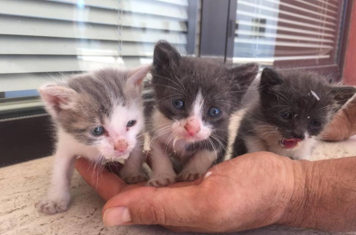 Soccorso dei gatti a Taranto, ancora guai: la coop ha comunicato la mancanza di ambulanza e veterinario