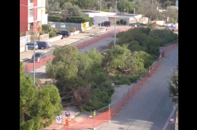 Pini abbattuti a Molfetta: divampa la polemica