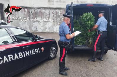 Lecce, scoperte e sequestrate 428 piante di marijuana a ridosso della SS7ter