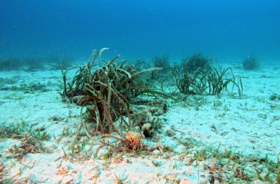 Sos Posidonia, «Salviamo la pianta che cura i fondali»