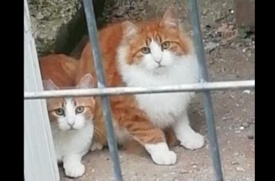 Soccorso ai gatti feriti: ultimatum del Comune di Taranto
