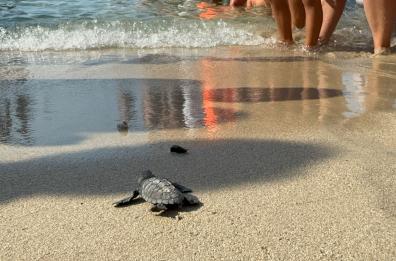 Porto Cesareo, nuova schiusa a sorpresa delle uova di Caretta caretta