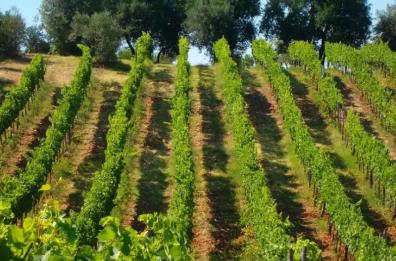 Sul Vulture si abbatte la grandine e una bomba d'acqua: danni al 90% della produzione di Aglianico 