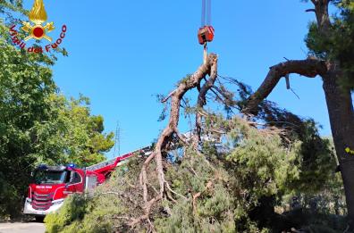 Triggiano, cade un ramo di oltre una tonnellata e lungo 10 metri: l'intervento dei vigili del fuoco