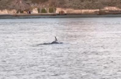 Taranto, i delfini danzano nello specchio d'acqua davanti al centro città: lo spettacolo manda in estasi