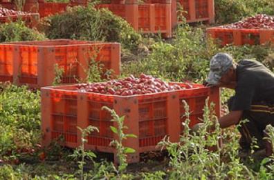 Foggia, il pomodoro punta alla «Dop:  avviato l'iter per il riconoscimento