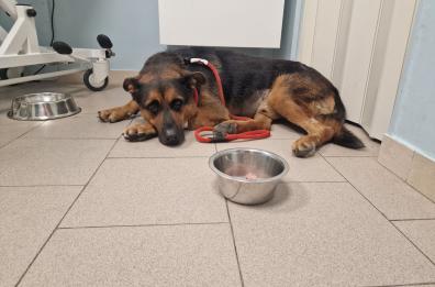 Taranto perde la sua mascotte: addio a Max, il cane di quartiere amato da tutti