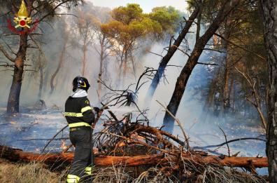 Incendio distrugge boschi e pascoli per 11 ettari tra Gravina e Altamura: domato dai vigili del fuoco