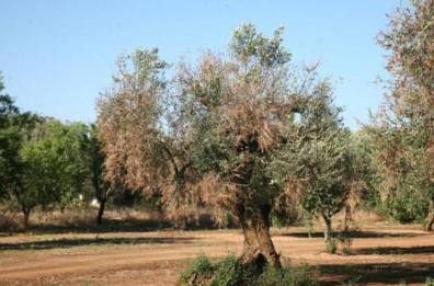 Xylella, controlli e misure a Laterza: disposto nuovo monitoraggio